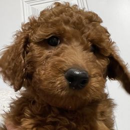 Stitch - Goldendoodle puppy in Harrisburg, Arkansas from Ransone’s Ridge Runners Poodles and Doodles