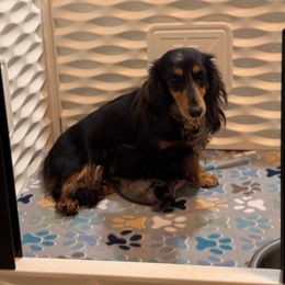 Java - Dachshund