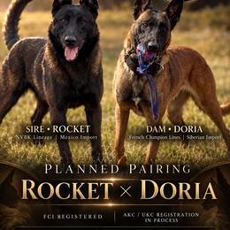 Belgian Malinois puppies from Lion and The Lamb Kennel