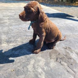 Loon - Chesapeake Bay Retriever puppy in Soap Lake, Washington from Desert Oasis Kennels