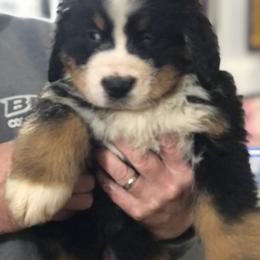 Bernese Mountain Dog Puppies from Humble Hearts Bernese