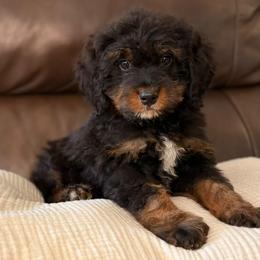 Sequoia - Tri-color male Bernedoodle puppy in Travelers Rest, South Carolina from Bernedoodle.do