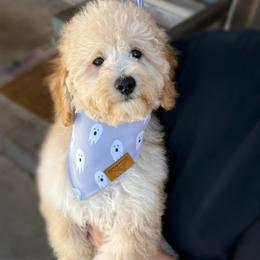 Mr. Swiss - Apricot male Goldendoodle puppy in Sacramento, California from Dandy Doodles Goldendoodles