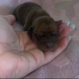 Chase - Sable male Dachshund puppy in Madisonville, Tennessee from L&A Dachshunds