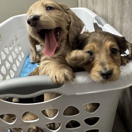 Dachshund and Pembroke Welsh Corgi Puppies from Three K Miniature Dachshunds