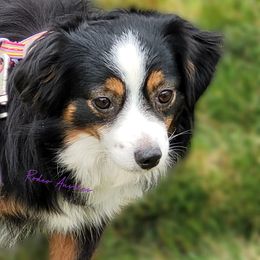 Miniature American Shepherds, Miniature Australian Shepherds, and Toy Australian Shepherds from Rodeo Aussies