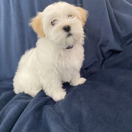 Maltipoo Puppies from A Batch of Cookie’s