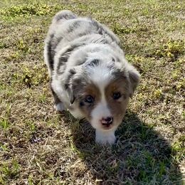 Australian Shepherd, Miniature Australian Shepherd, and Toy Australian Shepherd Puppies from Hunt Farms Mini Aussies