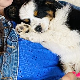 Toy Australian Shepherd All Grown Up from Slo Toy Aussies at Antonia