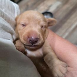 Boy 1 - Cream male Dachshund puppy in Farmerville, Louisiana from Hancock House of Basset Hounds & Mini Dachshunds