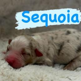 Sequoia - Red merle male Miniature Australian Shepherd puppy in South Central, Pennsylvania from Windy Hills Mini Aussies & Doodles