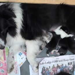 Buttons - Shetland Sheepdog