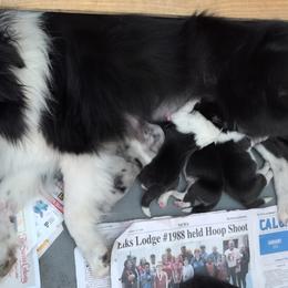 Buttons - Shetland Sheepdog