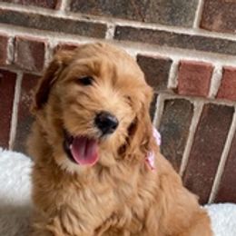 Labradoodles from Faulkner Doodles