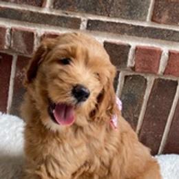 Labradoodles from Faulkner Doodles