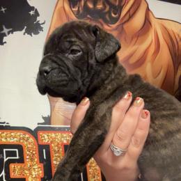 Ember - Fawn brindle female Bullmastiff puppy in South Attleboro, Massachusetts from Bessettes Bullies