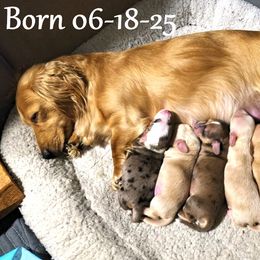 Dachshund Puppies from Costal Cream Doxies