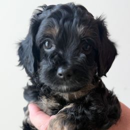 Elphaba - Black female Cavapoo puppy in Greenville, South Carolina from Reedy River Doodles