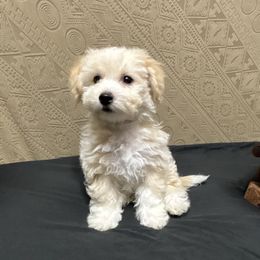 Yeti-White Collar - White male Bichon Frise puppy in 63101 (St. Louis Metro Area), Missouri from BichonSTL