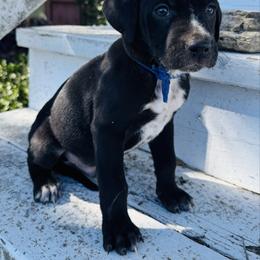 Blue Dalmador Male - White and black male Dalmatian puppy in Westhoff, Texas from Smart Dalmatians
