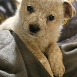 Rue - Red speckled female Australian Cattle Dog puppy in Sneedville, Tennessee from JoAnn's Australian Cattle Dogs