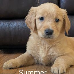 Golden Retriever puppies from Hope & Joy Acres