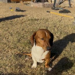 Mickey - Piebald male Dachshund puppy in El Paso, Texas from Stella's Lone Star Kennels