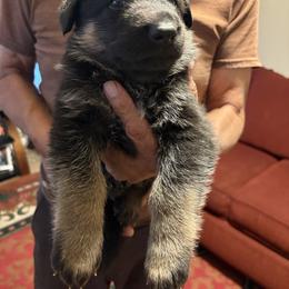 Girl Purple - Black and red female German Shepherd puppy in San Antonio, Texas from Alamo Canine 210