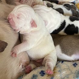 Girl 1 - Bulldog puppy in Myerstown, Pennsylvania from Brooke’s Babies