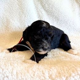 Toyko (Pink) - Tri-color female Bernedoodle puppy in Rockwall, Texas from Glory Doodles