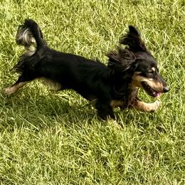 Rooster - Black and cream male Dachshund puppy in Call, Texas from Dachshund D’Amore