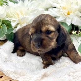 Finley - Red female Dachshund puppy in Exeter, California from Sawtooth Miniature Dachshunds