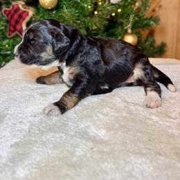 Girl 2 - Tri-color female Bernedoodle puppy in Litchfield, New Hampshire from Vidadoodle