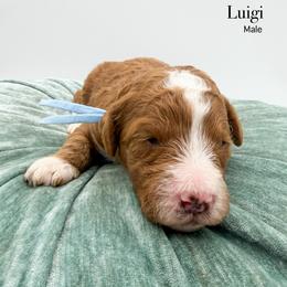 Luigi - Red  male Goldendoodle puppy in Sunman, Indiana from Brunsman Country Doodles LLC