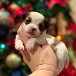 Mila - female Other puppy in Iva, South Carolina from Petit Bijou