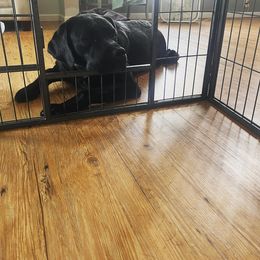 Dilute Retriever All Grown Up from BR Labradors, LLC