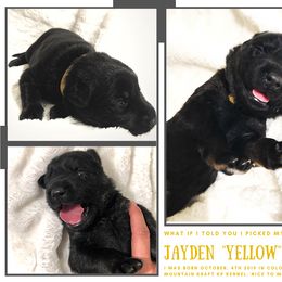 German Shepherd Puppies from Mountain Kraft K9 Kennel