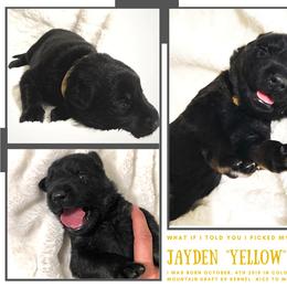 German Shepherd Puppies from Mountain Kraft K9 Kennel