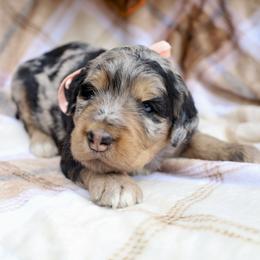 Mocha (Pink Bow) - Merle female Bernedoodle puppy in Middlesex, North Carolina from Willow Springs Doodles & Berners