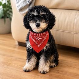 Prince Precious - Phantom male Poodle puppy in Chattanooga, Tennessee from Joy-Fur Puppies