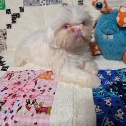 Girl 1 - White female Shih Tzu puppy in Owensboro, Kentucky from AKA Shih Tzu