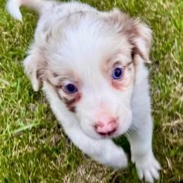 Coco - Red merle female Australian Shepherd puppy in Marshfield, Vermont from Discovery Hill Australian Shepherds