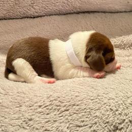 Girl 4 white - Black and white female Beagle puppy in Crestview, Florida from Alicia's Beagles