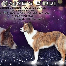 Border Collie puppies from Lil Maine Border Collies