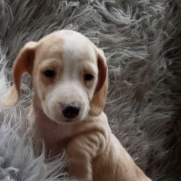 Dachshunds from Dachshunds An More Dachshunds