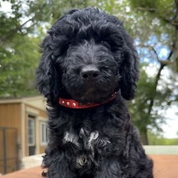Cherry - Phantom female Goldendoodle puppy in Osage City, Kansas from Golden Ridge Goldens