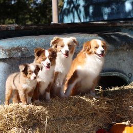 Toy Australian Shepherds from Desert Dreamcatcher Ranch