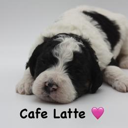 Cafe Latte - Tri-color female Bernedoodle puppy in Scottsville, Kentucky from Barren River Bernedoodles and Poodles