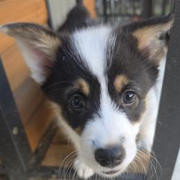 Circe - Black and tan female Pembroke Welsh Corgi puppy in Duarte, California from Duarte Pups