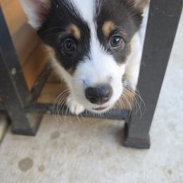 Circe - Black and tan female Pembroke Welsh Corgi puppy in Duarte, California from Duarte Pups